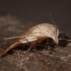 Tortricopsis pyroptis at Melba, ACT - 14 Dec 2020