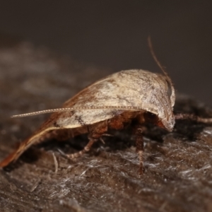 Tortricopsis pyroptis at Melba, ACT - 14 Dec 2020 11:59 PM