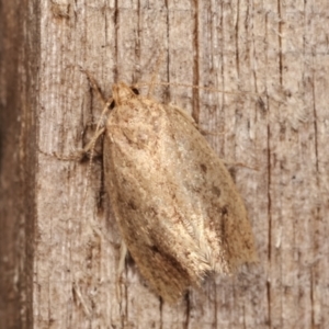 Oecophoridae (family) at Melba, ACT - 15 Dec 2020 12:05 AM