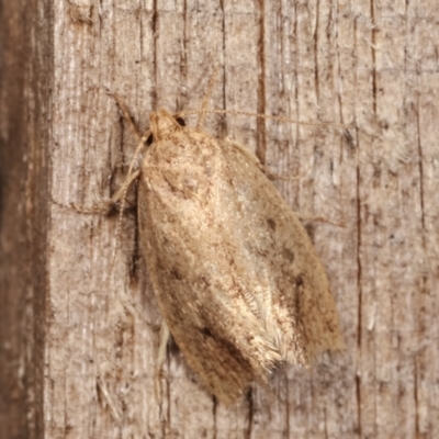 Oecophoridae (family) (Unidentified Oecophorid concealer moth) at Melba, ACT - 15 Dec 2020 by kasiaaus