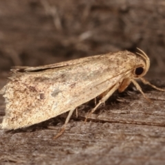 Oecophoridae (family) at Melba, ACT - 15 Dec 2020 12:05 AM