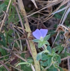 Geranium potentilloides (Soft Crane's-bill) at Mount Majura - 31 Dec 2020 by abread111