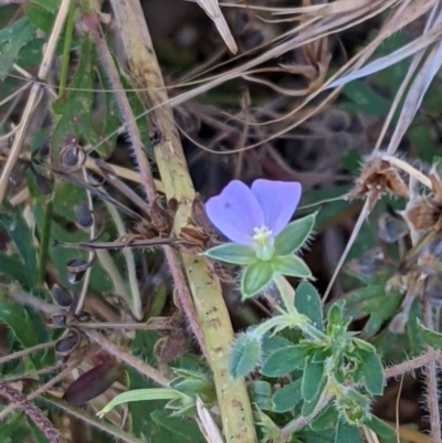 Geranium potentilloides (Soft Crane's-bill) at Watson, ACT - 31 Dec 2020 by abread111