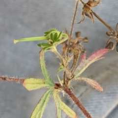 Geranium potentilloides at Watson, ACT - 31 Dec 2020