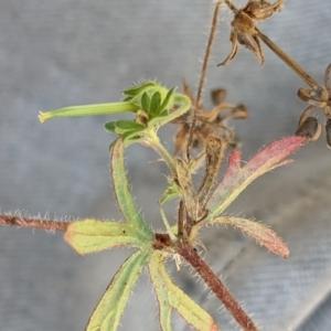 Geranium potentilloides at Watson, ACT - 31 Dec 2020