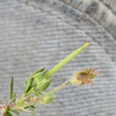 Geranium potentilloides at Watson, ACT - 31 Dec 2020