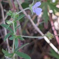 Geranium potentilloides at Watson, ACT - 31 Dec 2020