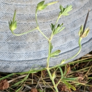 Geranium sp. at Watson, ACT - 31 Dec 2020