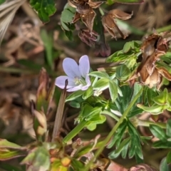 Geranium sp. Pleated sepals (D.E.Albrecht 4707) Vic. Herbarium at Mount Majura - 31 Dec 2020 by abread111