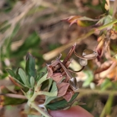 Geranium sp. Pleated sepals (D.E.Albrecht 4707) Vic. Herbarium at Watson, ACT - 31 Dec 2020