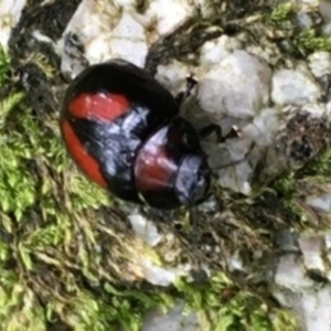 Paropsisterna erudita at Paddys River, ACT - 31 Dec 2020 12:30 PM