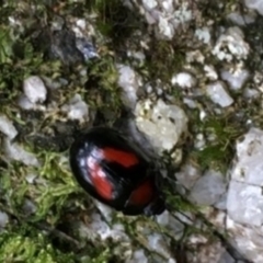 Paropsisterna erudita at Paddys River, ACT - 31 Dec 2020 12:30 PM