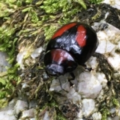 Paropsisterna erudita at Paddys River, ACT - 31 Dec 2020 12:30 PM