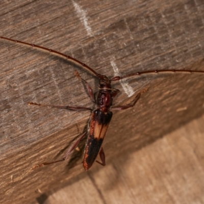 Epithora dorsalis (Longicorn Beetle) at Melba, ACT - 15 Dec 2020 by kasiaaus