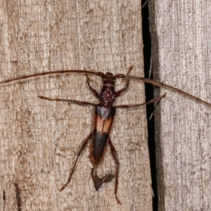 Epithora dorsalis at Melba, ACT - 15 Dec 2020