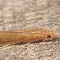 Trichoptera sp. (order) (Unidentified Caddisfly) at Melba, ACT - 14 Dec 2020 by kasiaaus