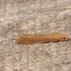 Trichoptera (order) at Melba, ACT - 15 Dec 2020 12:10 AM