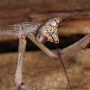 Archimantis latistyla at Melba, ACT - 15 Dec 2020