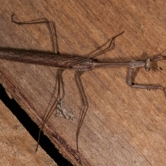 Archimantis latistyla at Melba, ACT - 15 Dec 2020