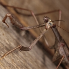 Archimantis latistyla at Melba, ACT - 15 Dec 2020