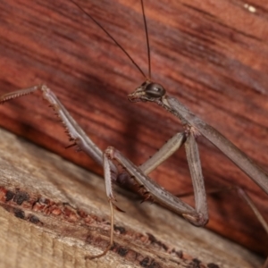 Archimantis latistyla at Melba, ACT - 15 Dec 2020