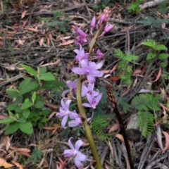 Dipodium roseum (Rosy Hyacinth Orchid) at Tidbinbilla Nature Reserve - 30 Dec 2020 by JohnBundock