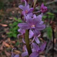 Dipodium roseum at Paddys River, ACT - 31 Dec 2020