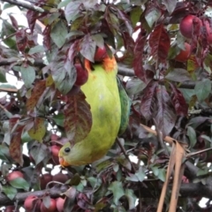 Polytelis swainsonii (Superb Parrot) at Red Hill to Yarralumla Creek - 31 Dec 2020 by JackyF