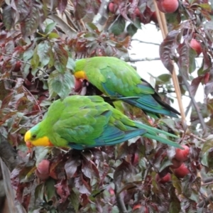 Polytelis swainsonii at Hughes, ACT - suppressed