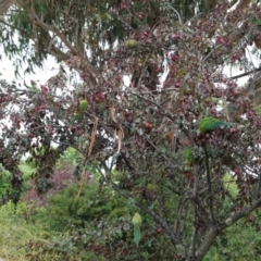 Polytelis swainsonii at Hughes, ACT - 31 Dec 2020