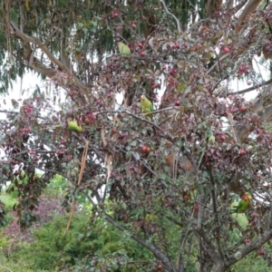 Polytelis swainsonii at Hughes, ACT - suppressed