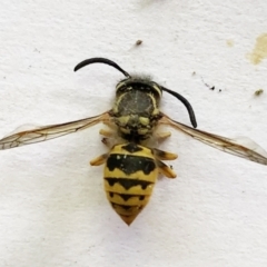 Vespula germanica (German Yellowjacket Wasp (also known as European Wasp)) at Hughes, ACT - 31 Dec 2020 by ruthkerruish