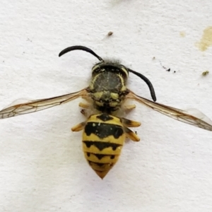 Vespula germanica at Hughes, ACT - 31 Dec 2020 04:40 PM