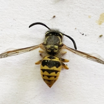 Vespula germanica (German Yellowjacket Wasp (also known as European Wasp)) at Hughes, ACT - 31 Dec 2020 by ruthkerruish