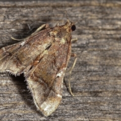 Scenedra decoratalis (A Pyralid moth) at Melba, ACT - 14 Dec 2020 by kasiaaus