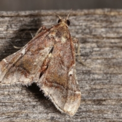 Scenedra decoratalis at Melba, ACT - 15 Dec 2020 12:14 AM