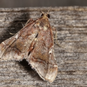 Scenedra decoratalis at Melba, ACT - 15 Dec 2020 12:14 AM