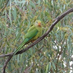 Polytelis swainsonii (Superb Parrot) at Red Hill to Yarralumla Creek - 31 Dec 2020 by JackyF