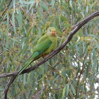 Polytelis swainsonii (Superb Parrot) at Red Hill to Yarralumla Creek - 31 Dec 2020 by JackyF