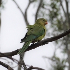 Polytelis swainsonii at Hughes, ACT - 31 Dec 2020