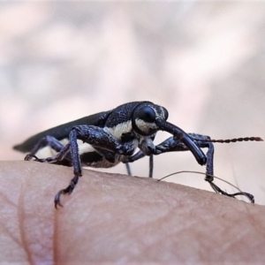 Rhinotia phoenicoptera at Paddys River, ACT - 31 Dec 2020