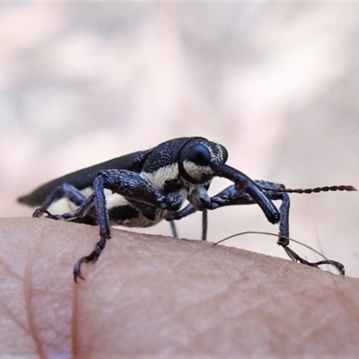 Rhinotia phoenicoptera (Belid weevil) at Tidbinbilla Nature Reserve - 31 Dec 2020 by JohnBundock