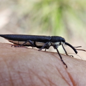 Rhinotia phoenicoptera at Paddys River, ACT - 31 Dec 2020