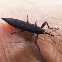 Rhinotia phoenicoptera at Paddys River, ACT - 31 Dec 2020