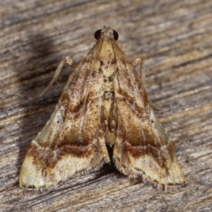 Scenedra decoratalis at Melba, ACT - 15 Dec 2020