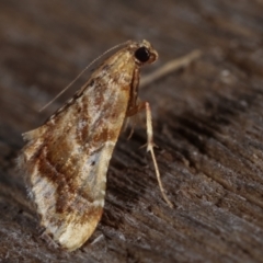 Scenedra decoratalis at Melba, ACT - 15 Dec 2020