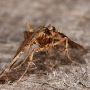 Scenedra decoratalis at Melba, ACT - 15 Dec 2020