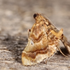 Scenedra decoratalis at Melba, ACT - 15 Dec 2020