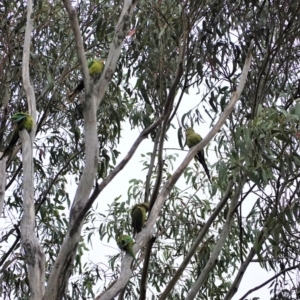 Polytelis swainsonii at Hughes, ACT - suppressed