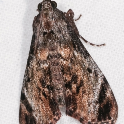 Salma pyrastis (A Pyralid moth (Epipaschiinae subfam.)) at Melba, ACT - 14 Dec 2020 by kasiaaus